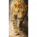 Фотообои «Леопард», флизелиновые, 130x250 см, E515030