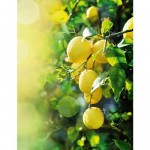 Фотообои «Лимонная свежесть», флизелиновые, 200x260 см, W513005