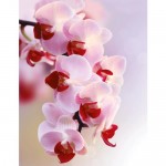 Фотообои «Ветвь орхидеи», флизелиновые, 200x260 см, W513054