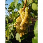 Виноград плодовый «Августин» 19x55 см