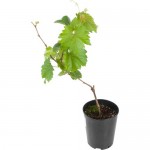 Виноград плодовый «Ливия» 19x55 см