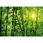 Фотообои W+G Bamboo Forest 00123WG 366х254 см