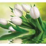 Фотообои DeliceDecor Белые тюльпаны Ф 033 300х270 см